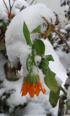 雪, 冬天, 白雪皑皑, 花, 万寿菊