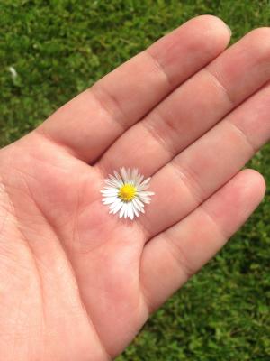 手, 黛西, 草甸, 白色, 花, 夏季