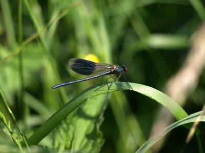 蜻蜓, 草, 自然, 翼, 蓑, calopteryx 芨芨草芨芨草, 蓝色