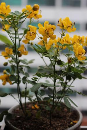 黄蝴蝶兰, 盆栽的植物, 野花, 花