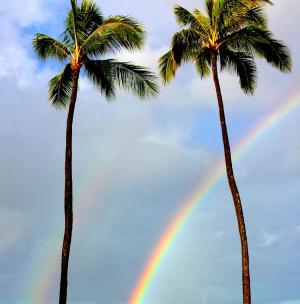 彩虹, 棕榈树, 热带, 天堂, 自然, 夏威夷, 棕榈
