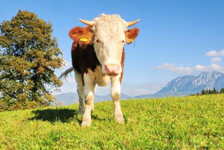 母牛, 农场, 假日, 草甸, 山, 牲畜, 草
