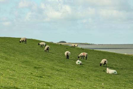 羊, 堤羊, 堤防, pellworm, 岛屿, 北海, 登海