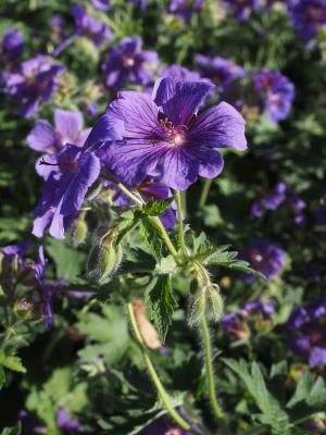 野, 花, 开花, 绽放, 天竺葵温室, 观赏植物, 紫罗兰色