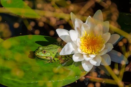 青蛙, 水百合, 池塘, 绿色, 水, 植物区系, 自然