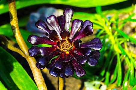 植物, 自然, 花, 植物区系, nerivill1, 紫色, 大自然的美
