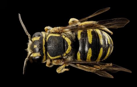 蜜蜂, 宏观, 昆虫, 返回, paranthidium jugatorium, 野生动物, 自然