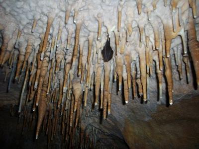 钟乳石, 冬眠的蝙蝠, 洞穴, 洞穴, 蝙蝠, 洞室, 地下