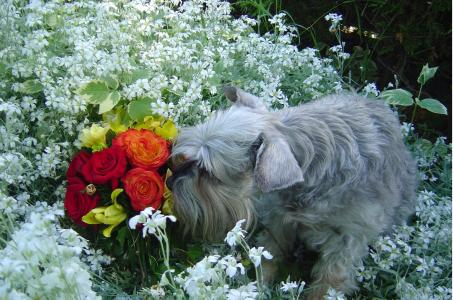 纳瑞闻花香, 狗在庭院里, 狗嗅到的花