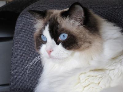 猫, 布娃娃, 蓝色, 看看, 在撒谎, 猫的眼睛, 眼睛