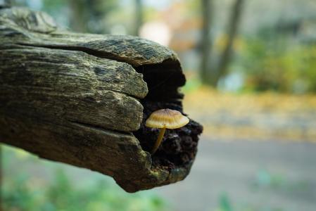 秋天, 关闭, 秋天, 森林蘑菇, 蘑菇, 自然, 自然摄影
