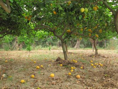 柠檬, 柑橘, 柑橘类水果, 科孚岛, 希腊