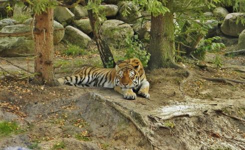 老虎, 动物围栏, 累了, 关注, 动物园, 埃伯斯瓦尔德, 勃兰登堡州