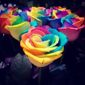 玫瑰, 彩虹, 花, 颜色, 美丽, 天堂