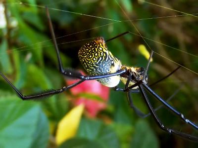 络 fenestrata, 黑腿金色圆球-韦弗, 金球蜘蛛, 蜘蛛, 花园, 无害的, 蛛形纲动物