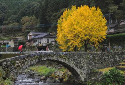 银杏树, 石桥, 农村, 木材, 秋天, 日本, 文化