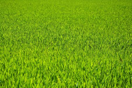 草, 草甸, 谷物, 自然, 绿色, 字段, 增长