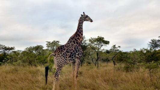 野生动物园, 动物, 南非, 长颈鹿, 摄影