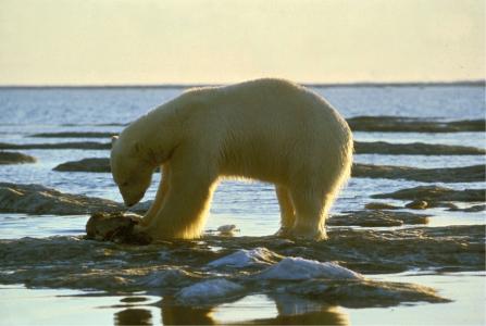 北极熊, 熊, 北极, 自然, 动物, 哺乳动物, 野生动物