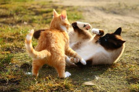 猫, 暹罗猫, 暹罗猫, 品种的猫, 猫咪宝贝, 小猫, 战斗