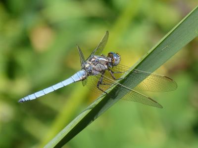 蓝蜻蜓, 详细, 美, 有翅膀的昆虫, 蓝色