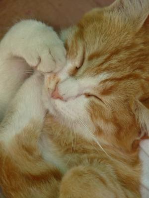 小猫, 睡眠, 找到家的感觉, 可爱, 甜, 红色, 白色
