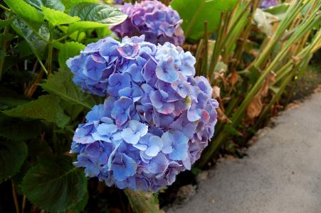 绣球花, 花, 蓝色的花, 蓝色, 植物, 花园, 自然