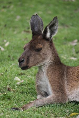袋鼠, 澳大利亚, 西澳大利亚, 有袋类动物, 野生动物, 动物