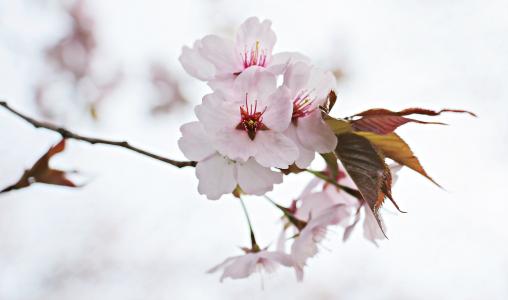 日本的樱花树, 日本樱花, 春天的花朵, 观赏樱桃, 树, 春天, 日本樱桃
