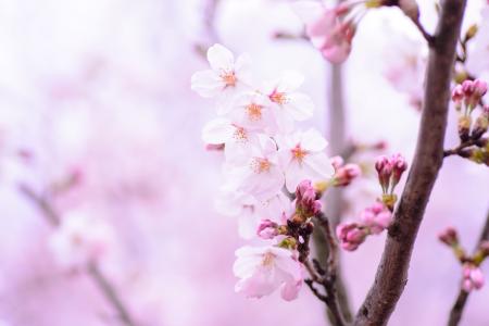 植物, 春天, 花, 日本, 粉色, 自然, 樱桃