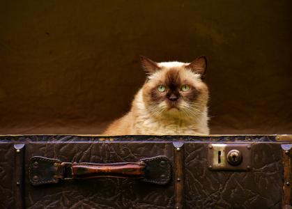 行李, 古董, 猫, 英国短毛猫, 有趣, 很好奇, 皮革
