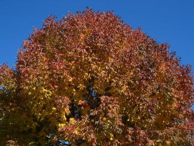 树, 叶子, 秋天, 秋天, 自然, 赛季, 叶子
