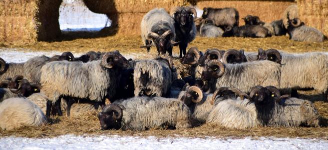 羊, 牧场, 动物, 喇叭, 冬天, 干草, 稻草