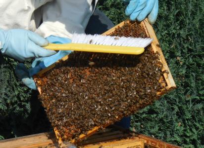中墙, 蜜蜂, 蜂巢, 蜂蜜, 养蜂人, 工作, 猎物
