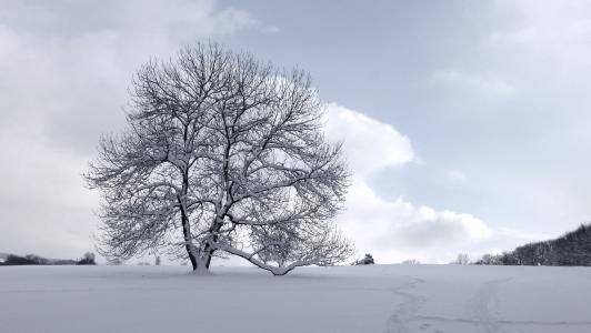 树, 雪, 冬天, 赛季, 白色, 景观, 结霜