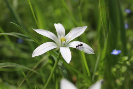 花, 蚂蚁, 花瓣, cistus, 白色, 草, 自然