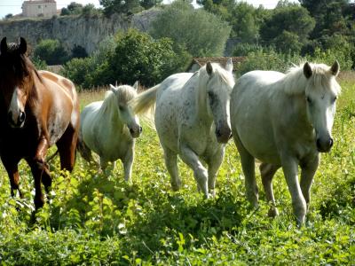 马, 马, 母马, 动物, 骑马, 牛群