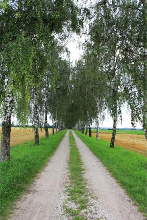 大道, 桦木大道, 走了, 自然, 步行, 桦木, 绿树成荫的大道