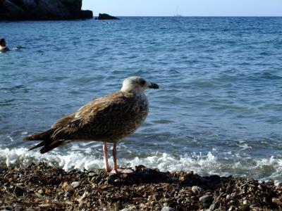 海鸥, 海滩, 马略卡岛, 海, 鸟, 自然, 动物