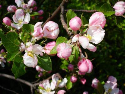 苹果树上的花, 花朵, 树, 分公司, 春天, 自然, 绽放