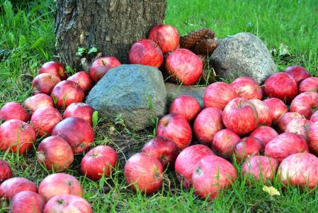 农业, 苹果, 批处理, 特写, 颜色, 美味, 饮食