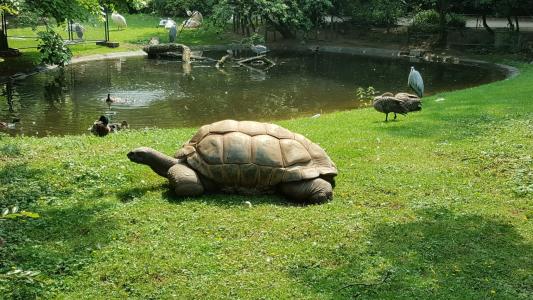 海龟, 动物, 动物园, 巨龟, 水龟