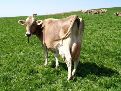 母牛, 牧场, 瑞士