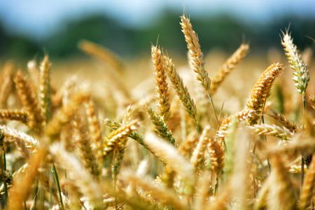 小麦, 粮食, 由柴坦尼亚 k, 农业, 麦穗, 麦田, 谷物