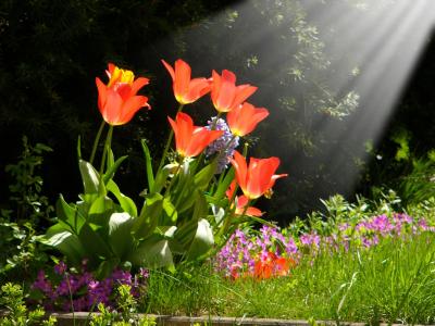 花, 太阳, 自然, 上升, 春天, 植物, 夏季