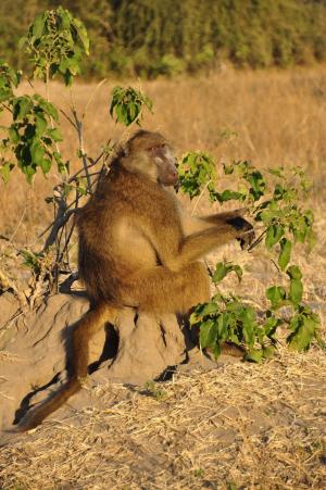狒狒, 猴子坐, 坐, 保持警惕, 博茨瓦纳, 非洲, 动物