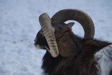 羊, 穆福隆, 冬天, 雪, 冬季毛皮, 寒冷, 感冒