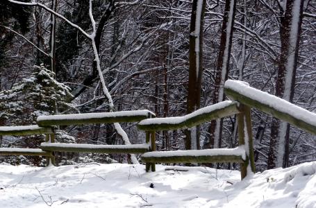 冬天, 雪, 冬季景观, 森林, 树木繁茂的屏障, 路径, 树木