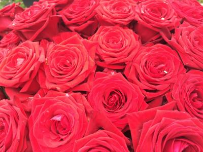 红玫瑰, 花束, 束玫瑰花