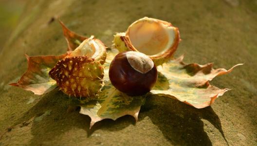 板栗, 秋天, 金秋十月, 叶子, 刺激, 壳, 秋天的叶子